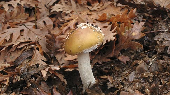 Se pueden encontrar numerosas especies de hongos por los Montes de Toledo