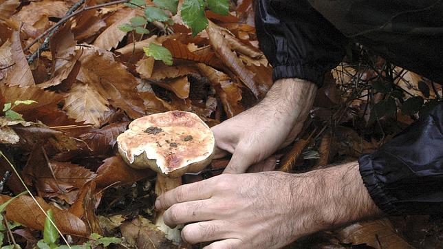 Un níscalo, uno de los hongos más buscados en la zona de Almorox