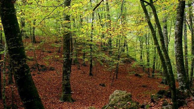 Once bosques españoles para organizar una excursión en otoño