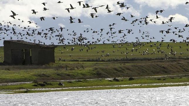 Ánsares comunes en las lagunas de Villafáfila