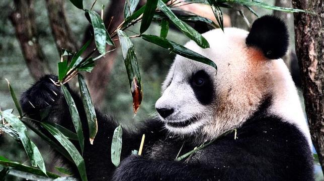 Oso panda del Centro de Conservación Ya'An