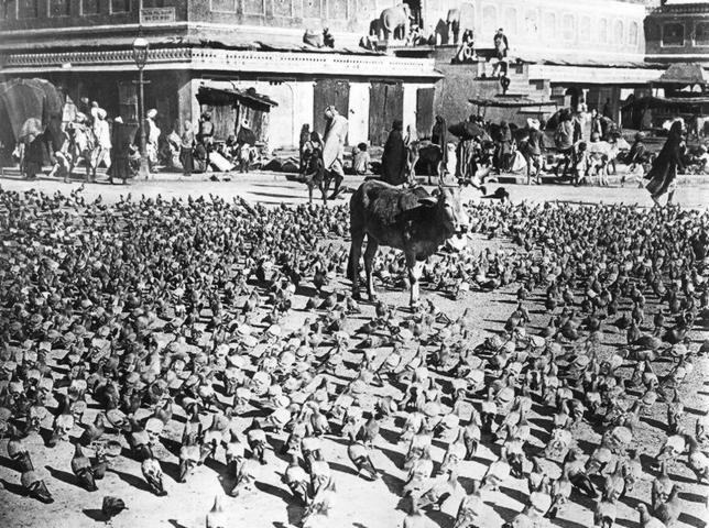 Bombay (India), 1921. Las palomas sagradas. Aspecto de una calle ocupada por las palomas, la muerte de dos de las cuales por unos muchachos europeos originó graves desórdenes en la ciudad