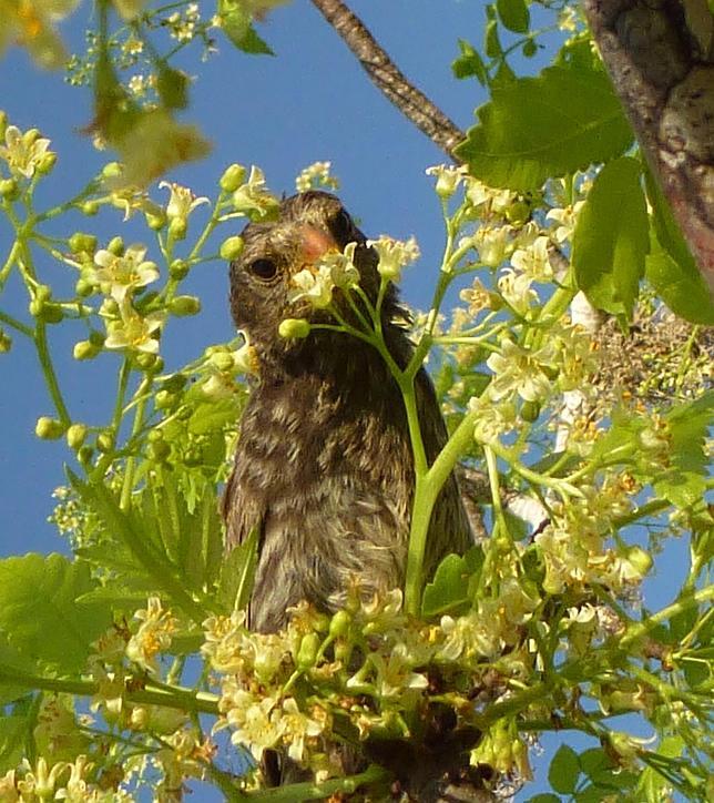 Geospiza fulginosa en una Bursera graveolens