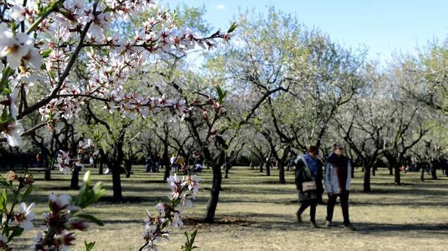 Los almendros en flor de la Quinta de los Molinos