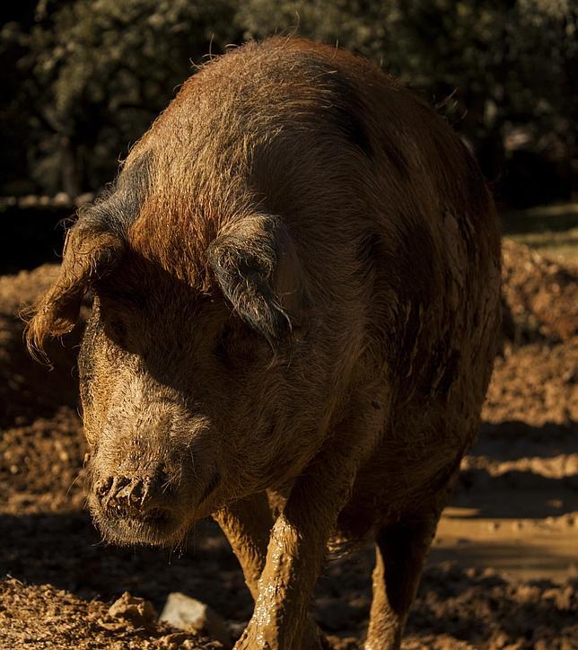 «No todos los cerdos ibéricos tienen la pezuña negra, ni todos los que la tienen son ibéricos.»