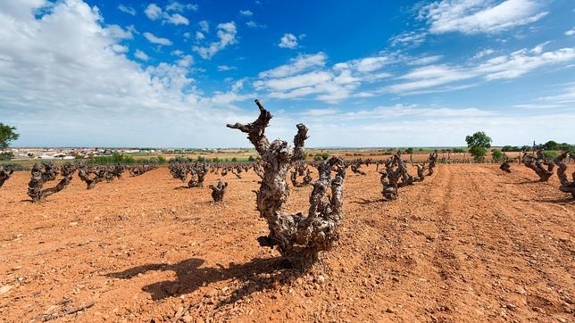 Viñedos de Bodega Soledad, en Fuente de Pedro Naharro