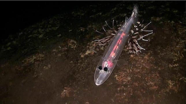 Pez transparente de seis ojos descubierto en aguas de las Islas Canarias