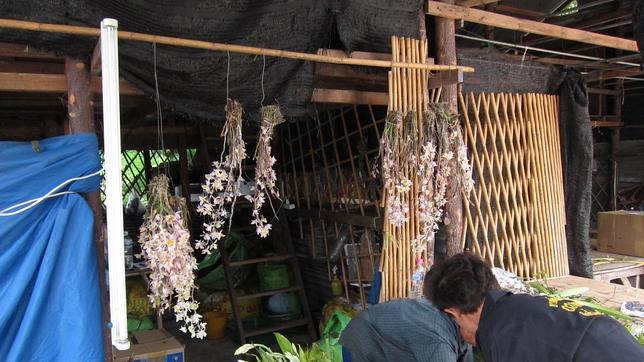 Fueron descubiertas en un estudio de mercado